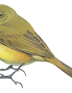 细嘴捕蝇莺 / Papyrus Yellow Warbler / Calamonastides gracilirostris