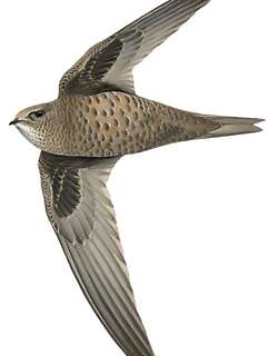 杂斑雨燕 / Mottled Swift / Tachymarptis aequatorialis