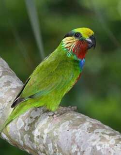 爱氏果鹦鹉 / Edwards’s Fig Parrot / Psittaculirostris edwardsii