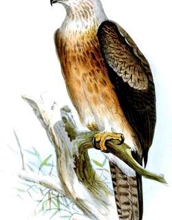 格氏雕 / Gurney’s Eagle / Aquila gurneyi