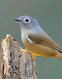 淡眉雀鹛 / Huet’s Fulvetta / Alcippe hueti