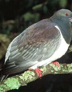 查岛鸠 / Chatham Pigeon / Hemiphaga chathamensis