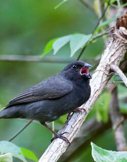 乌草雀 / Sooty Grassquit / Asemospiza fuliginosa