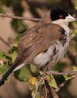 黑头群织雀 / Black-capped Social Weaver / Pseudonigrita cabanisi