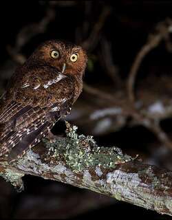 裸胫角鸮 / Bare-shanked Screech Owl / Megascops clarkii