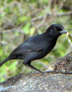 暗灰黑伯劳 / Slate-colored Boubou / Laniarius funebris