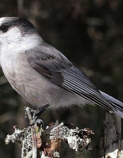 灰噪鸦 / Canada Jay / Perisoreus canadensis