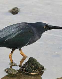 加岛绿鹭 / Lava Heron / Butorides sundevalli