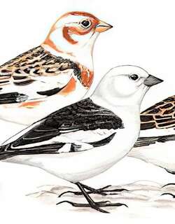 雪鹀 / Snow Bunting / Plectrophenax nivalis