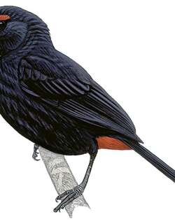 大安德牛雀 / Greater Antillean Bullfinch / Melopyrrha violacea