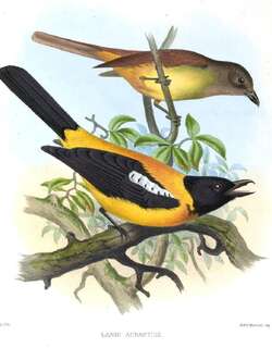 黑喉唐纳鵙 / Black-throated Shrike-Tanager / Lanio aurantius