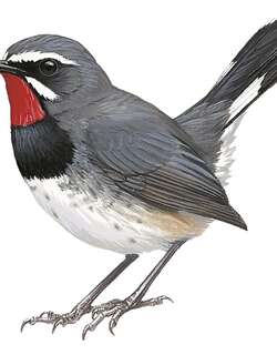 白须黑胸歌鸲 / Chinese Rubythroat / Calliope tschebaiewi