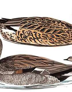 赤膀鸭 / Gadwall / Mareca strepera
