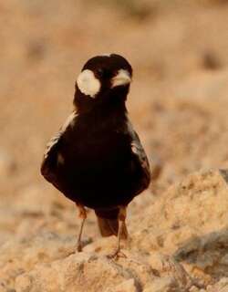 灰背雀百灵 / Grey-backed Sparrow-Lark / Eremopterix verticalis
