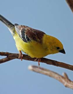 金麻雀 / Sudan Golden Sparrow / Passer luteus