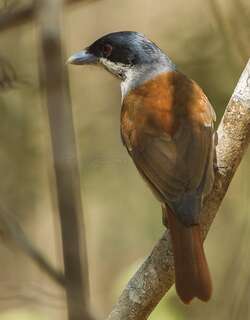 棕钩嘴鵙 / Rufous Vanga / Schetba rufa