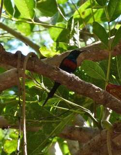 小黑腹花蜜鸟 / Black-bellied Sunbird / Cinnyris nectarinioides