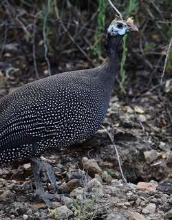 珠鸡 / Helmeted Guineafowl / Numida meleagris