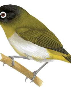 赛兰绣眼鸟 / Seram White-eye / Zosterops stalkeri