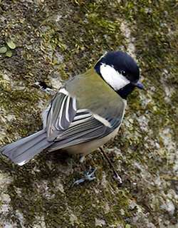 远东山雀 / Japanese Tit / Parus minor