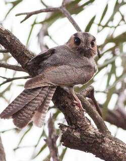 澳洲裸鼻鸱 / Australian Owlet-nightjar / Aegotheles cristatus