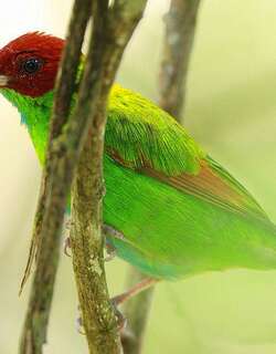 棕翅唐加拉雀 / Rufous-winged Tanager / Tangara lavinia