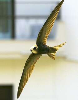 苍雨燕 / Pallid Swift / Apus pallidus