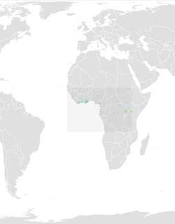 棕斑啄木鸟 / Buff-spotted Woodpecker / Pardipicus nivosus