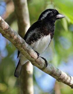 白耳拟䴕 / White-eared Barbet / Stactolaema leucotis