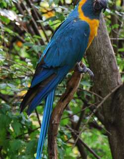 蓝喉金刚鹦鹉 / Blue-throated Macaw / Ara glaucogularis