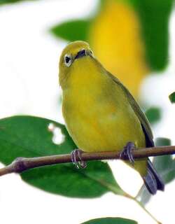 爪哇绣眼鸟 / Javan White-eye / Zosterops flavus