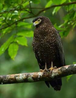 安达曼蛇雕 / Andaman Serpent Eagle / Spilornis elgini