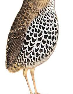 鳞胸鹪鹛 / Scaly-breasted Cupwing / Pnoepyga albiventer