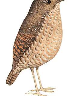 丽星鹩鹛 / Spotted Elachura / Elachura formosa