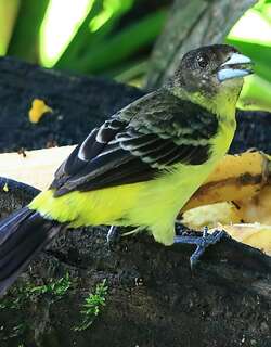 橙腰厚嘴唐纳雀 / Lemon-rumped Tanager / Ramphocelus icteronotus