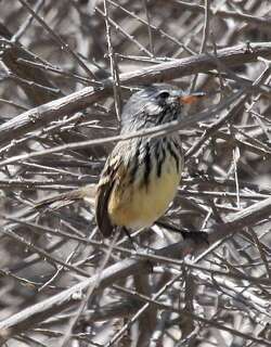 黄嘴雀霸鹟 / Yellow-billed Tit-Tyrant / Anairetes flavirostris