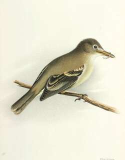 科岛霸鹟 / Cocos Flycatcher / Nesotriccus ridgwayi