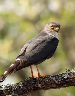 非洲侏雀鹰 / Little Sparrowhawk / Accipiter minullus