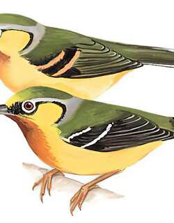 栗喉鵙鹛 / Black-eared Shrike-babbler / Pteruthius melanotis