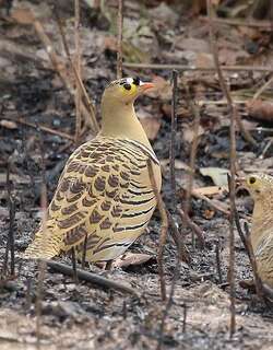 四斑沙鸡 / Four-banded Sandgrouse / Pterocles quadricinctus