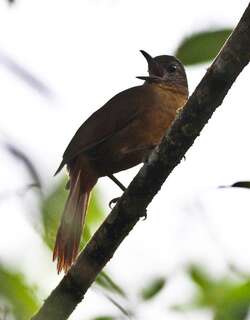 纹顶树猎雀 / Streak-capped Treehunter / Thripadectes virgaticeps