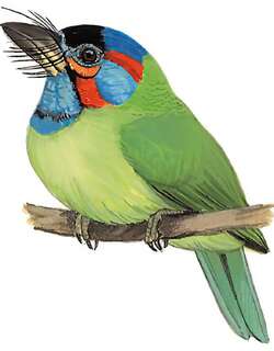 蓝耳拟啄木鸟 / Blue-eared Barbet / Psilopogon duvaucelii