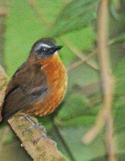 阿氏歌䳭 / Archer’s Ground Robin / Cossypha archeri