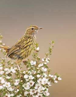 田刺莺 / Striated Fieldwren / Calamanthus fuliginosus