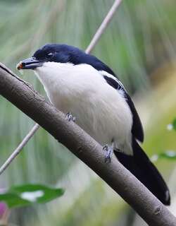 热带黑鵙 / Tropical Boubou / Laniarius major
