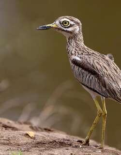 小石鸻 / Senegal Thick-knee / Burhinus senegalensis
