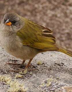 大南美草鹀 / Pampa Finch / Embernagra platensis