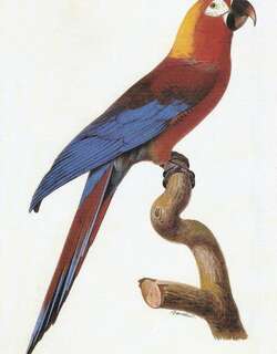 古巴红鹦鹉 / Cuban Macaw / Ara tricolor