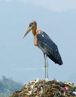 大秃鹳 / Greater Adjutant / Leptoptilos dubius
