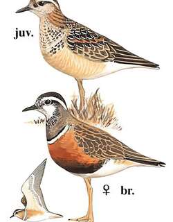 小嘴鸻 / Eurasian Dotterel / Charadrius morinellus